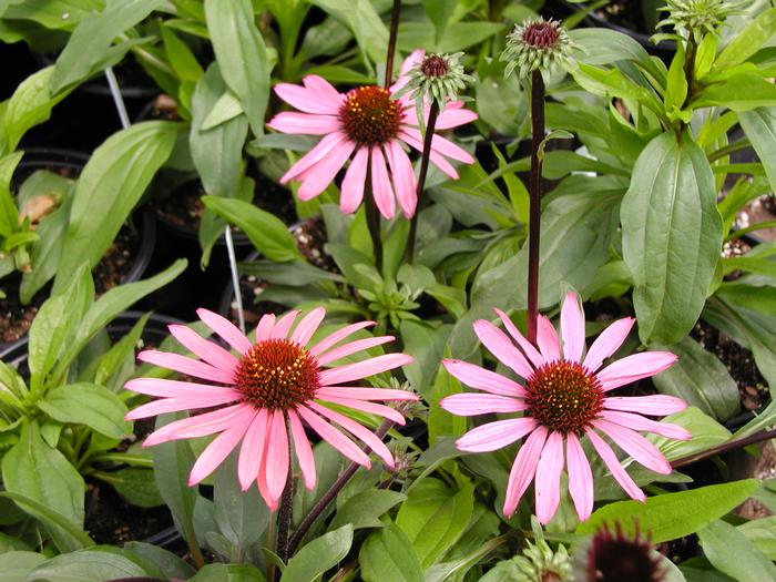 Echinacea �Big Sky Solar Flare� Cone Flower from Echinacea �Big Sky Solar Flare� Cone Flower from