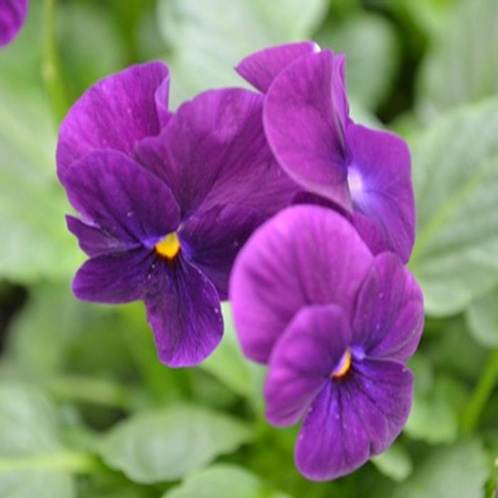 Viola 'Sorbet Purple' Viola from Plantworks Nursery