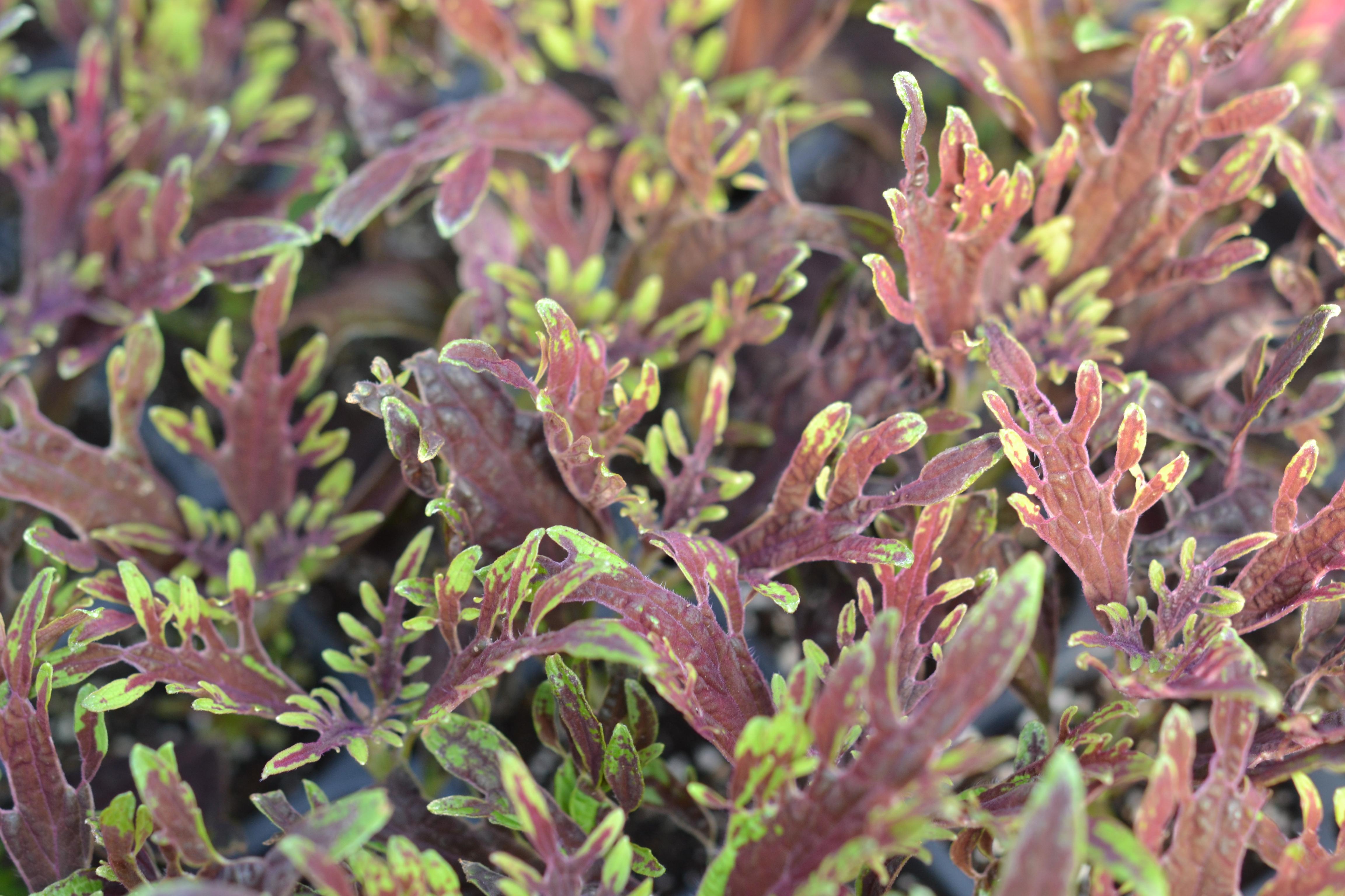 Solenostemon scutellarioides Coleus Under the Sea® Lion Fish from