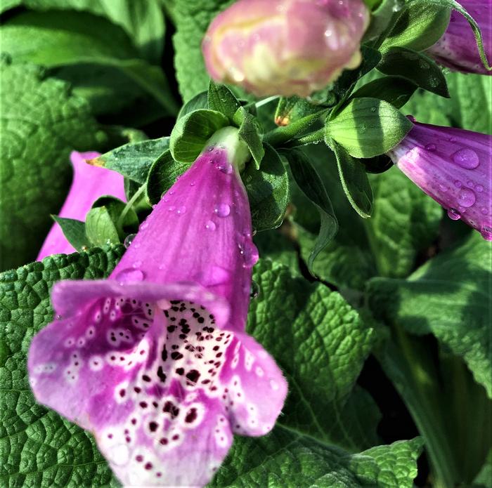 digitalis purpurea foxy