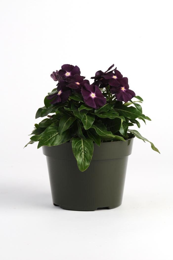 Vinca 'Jams N Jellies Blackberry' Periwinkle Madagascar from
