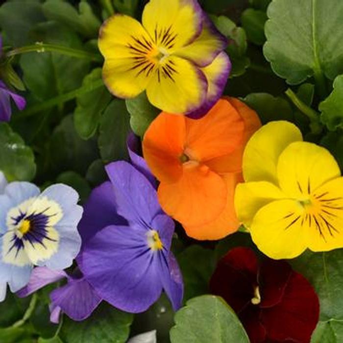 Viola 'Penny Lane Mix' from Plantworks Nursery