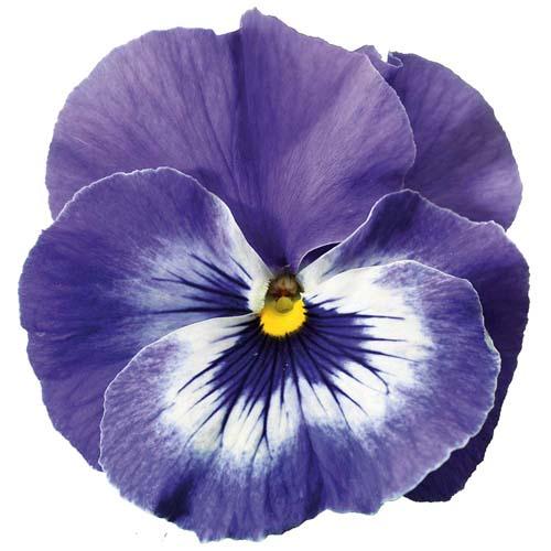 Pansy 'Delta Marina' Pansy from Plantworks Nursery