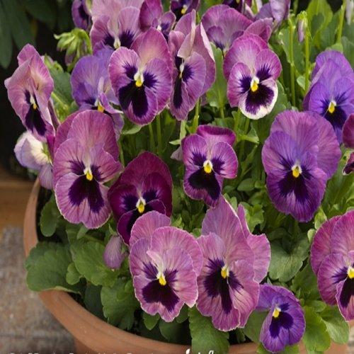 Pansy 'Delta Premium Persian Medley' Pansy from Plantworks Nursery