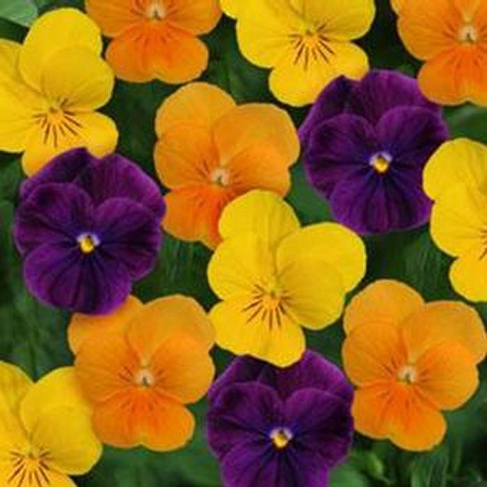 Viola 'Sorbet Harvest Mix' Viola from Plantworks Nursery