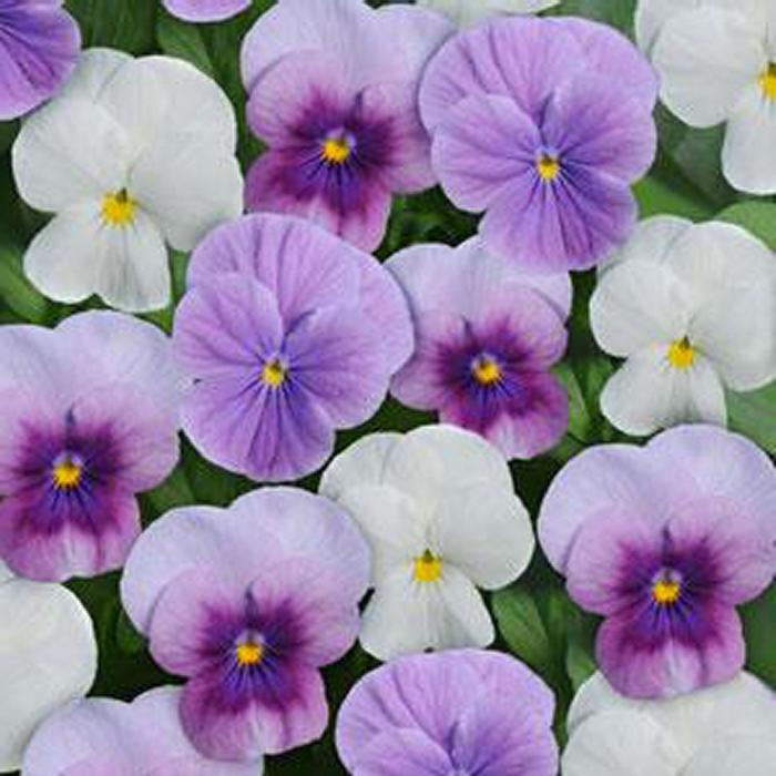 Viola 'Sorbet Orchid Berry Frost' Viola from Plantworks Nursery