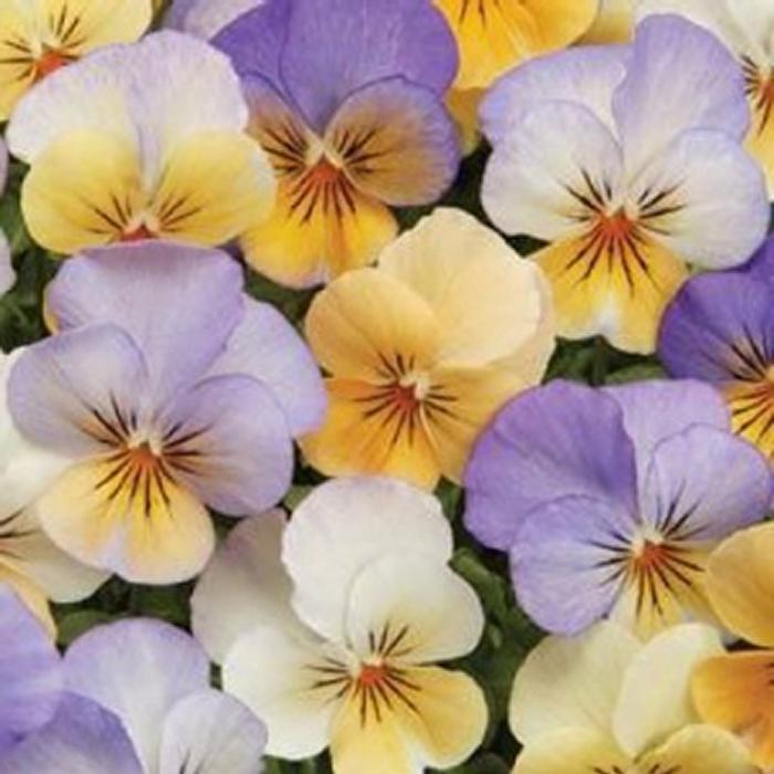 Viola 'Sorbet Peach Frost' Viola from Plantworks Nursery