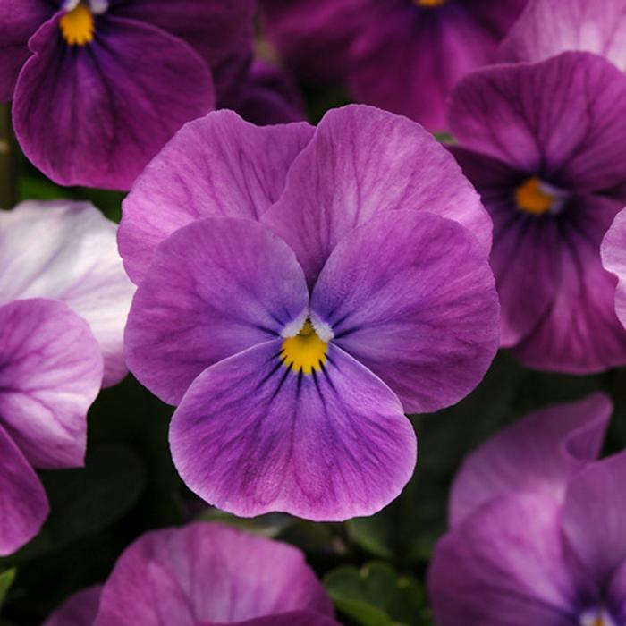 Viola 'Sorbet Purple Ice' Viola from Plantworks Nursery