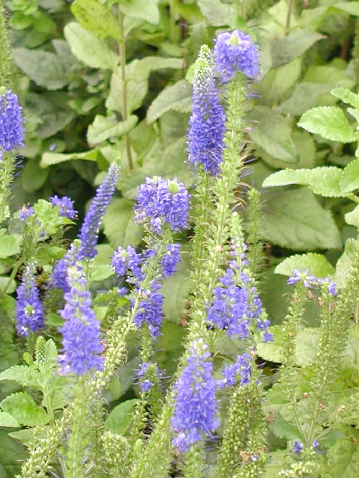 Veronica 'Sunny Border Blue' Speedwell from Plantworks Nursery