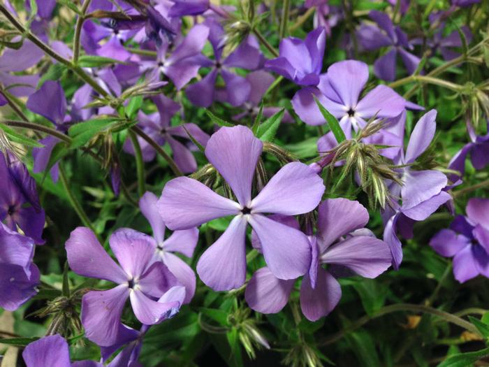 Phlox divaricata 'Blue Moon' Phlox div. 'Blue Moon' from Plantworks Nursery