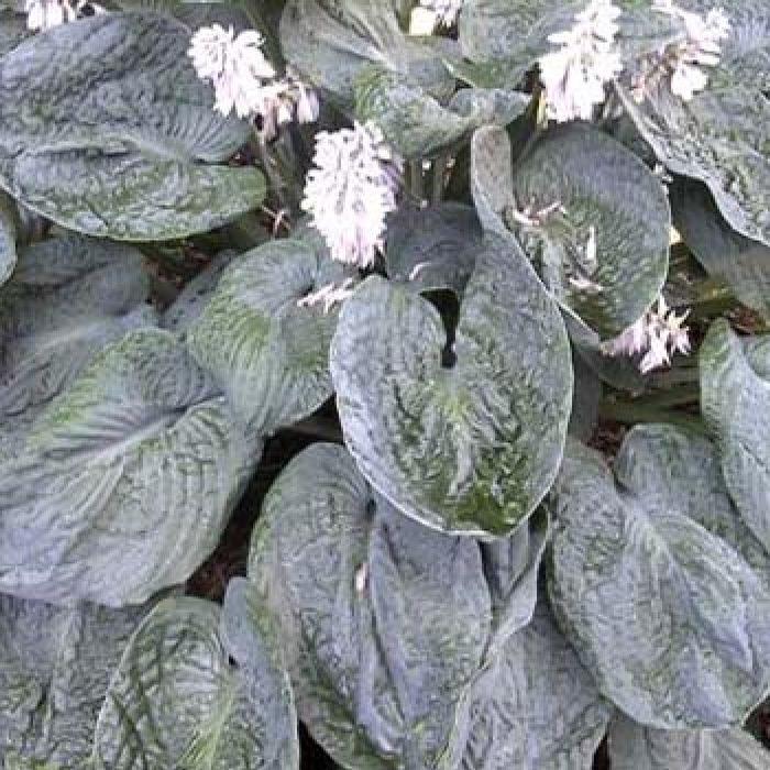 Hosta 'Blueberry Waffles' Hosta from Plantworks Nursery