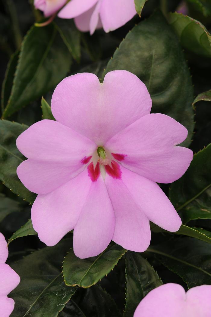 Impatiens hawkeri 'Balbigilac' Impatiens 'Bounce™ Lilac' from ...