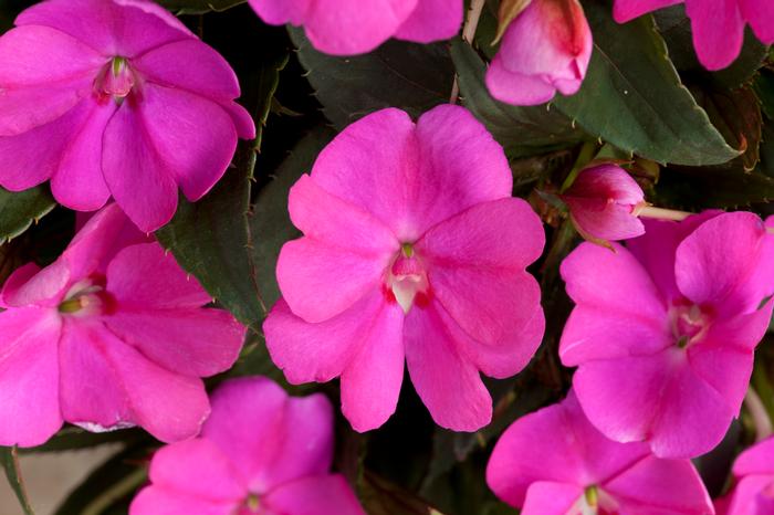 Impatiens x hybrida 'SAKIMP012' Impatiens SunPatiens® Compact Lilac ...