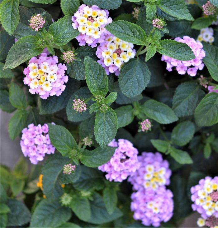 Lantana camara 'Baluclav' Lantana Lucky™ Lavender from Plantworks Nursery