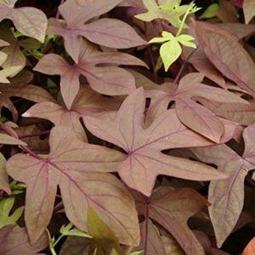 Sweet Potato 'Sidekick Bronze' Sweet Potato Vine from Plantworks Nursery