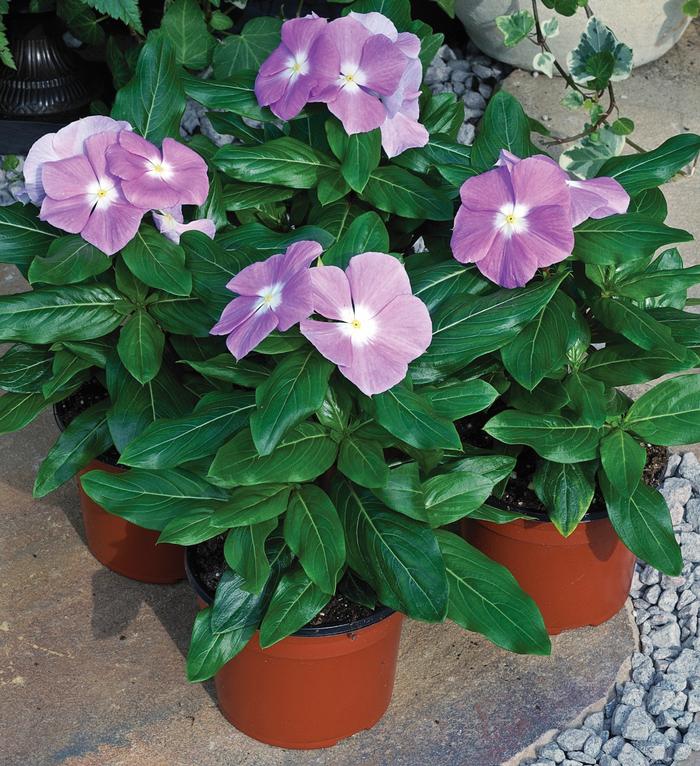 Vinca 'Cora Lavender' Periwinkle Madagascar from Plantworks Nursery