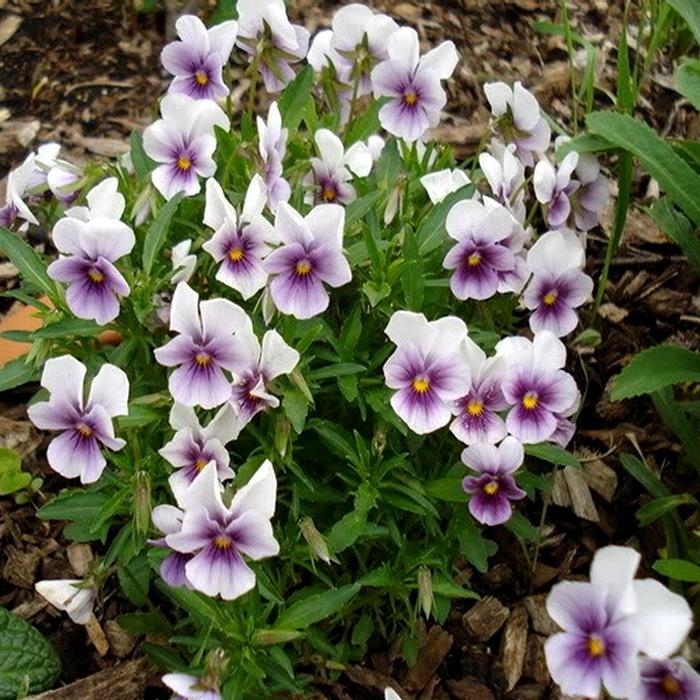 Viola 'Penny Winter Mix' Viola from Plantworks Nursery