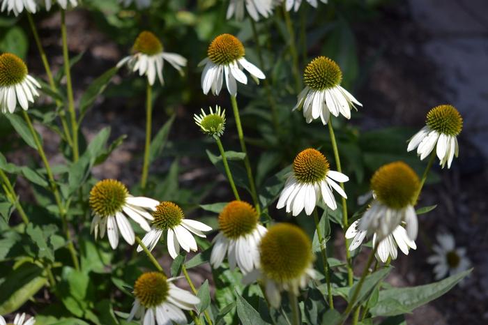 Echinacea x hybrida Balsomblanc