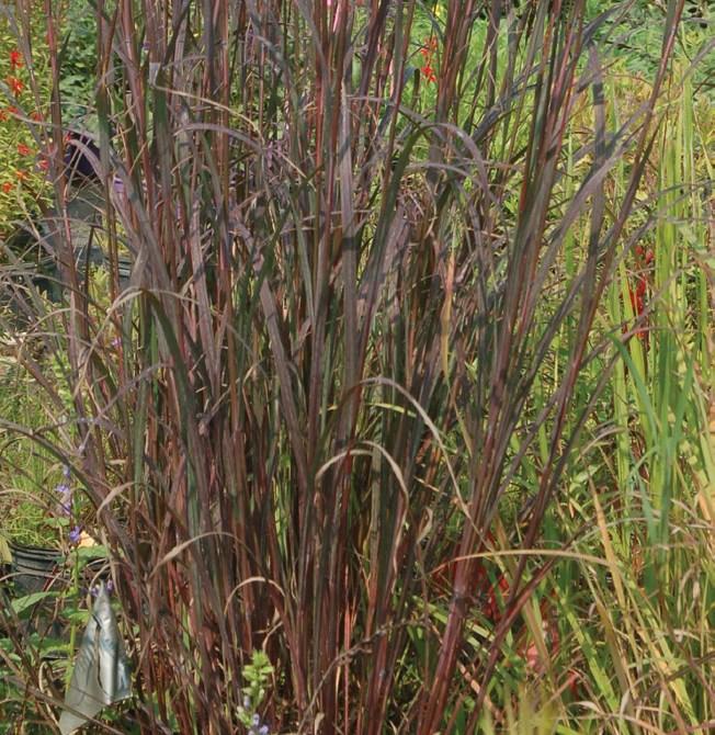 Andropogon gerardii Blackhawks