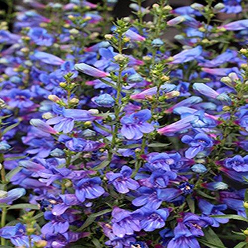 Penstemon barbatus 'Rock Candy Series Blue' Beard Tongue from