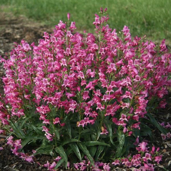 Penstemon barbatus 'Rock Candy Series Pink' Beard Tongue from