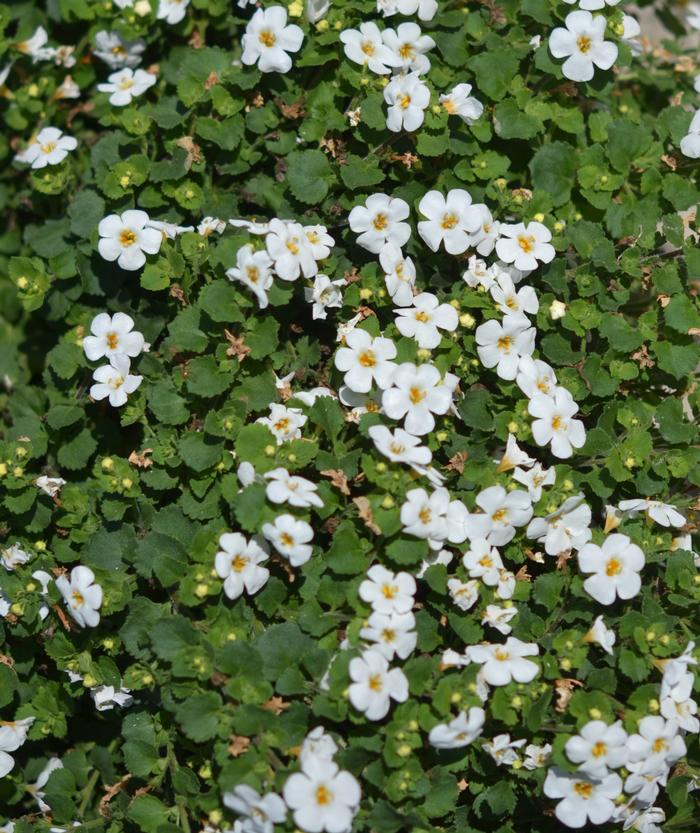 Sutera cordata 'Balmecowite' Bacopa MegaCopa™ White from Plantworks Nursery