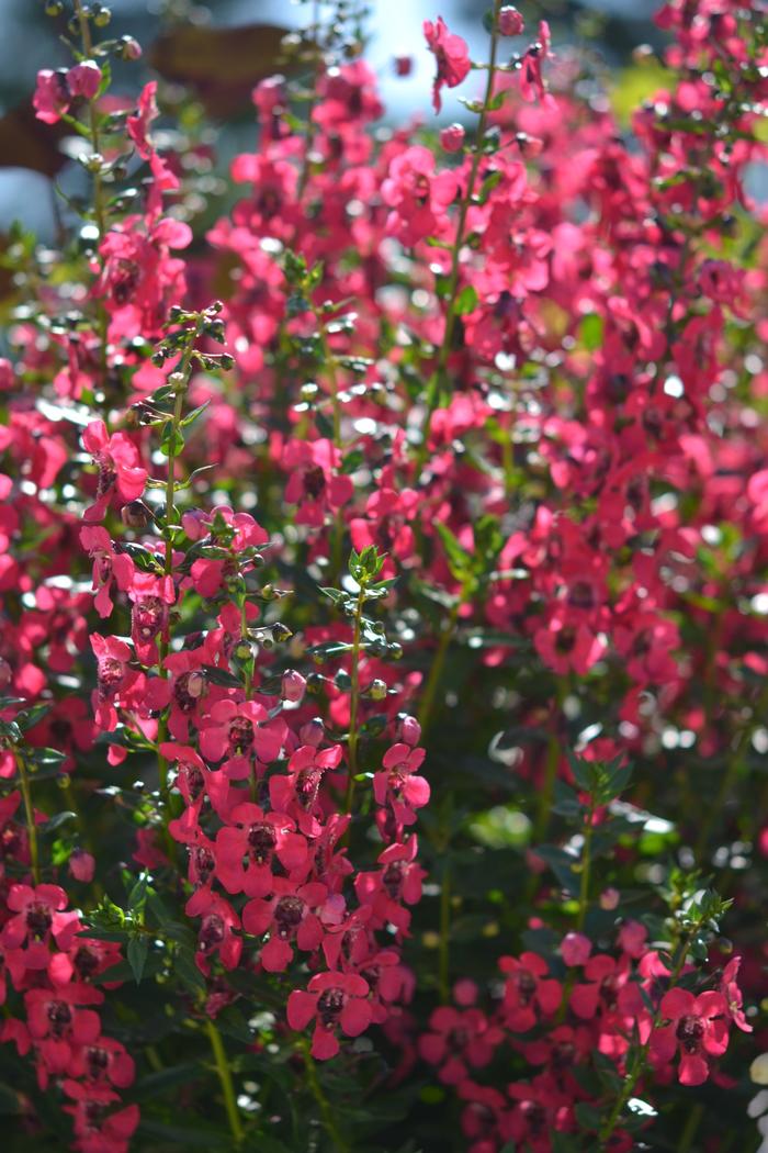Angelonia angustifolia &lsquo;Archangel Cherry Red&rsquo; Summer Snapdragon from