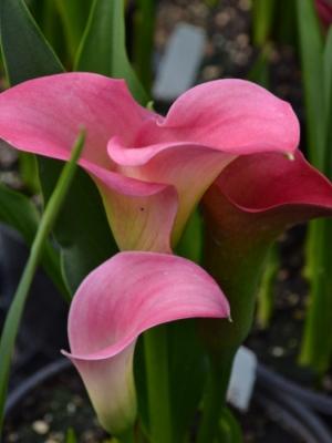 Calla Lily 'Coastal Glow' Calla Lily from Plantworks Nursery