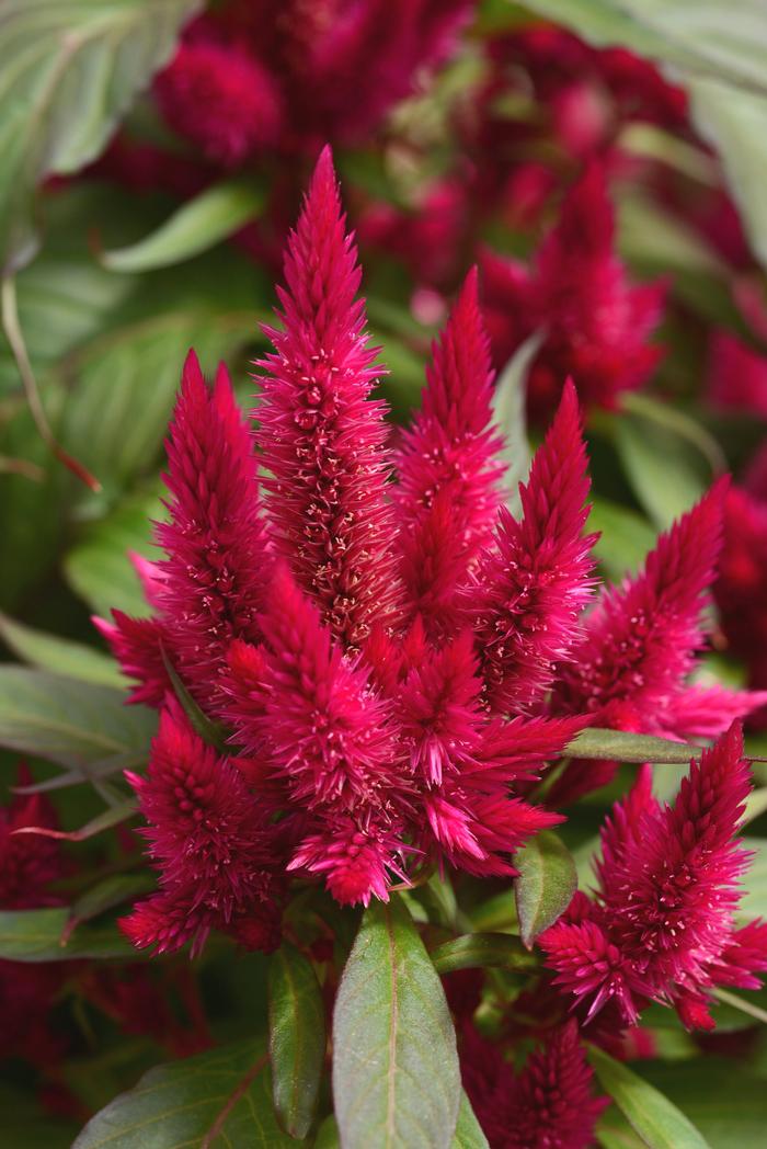 Celosia argentea 'Intenz Lipstick' Celosia Intenz™ Lipstick from ...