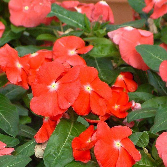 Vinca 'Pacifica Orange' Periwinkle Madagascar from Plantworks Nursery