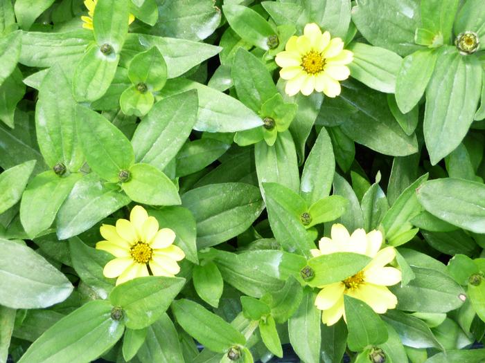Zinnia marylandica 'PAS1374895' Zinnia Zahara® Double Yellow from