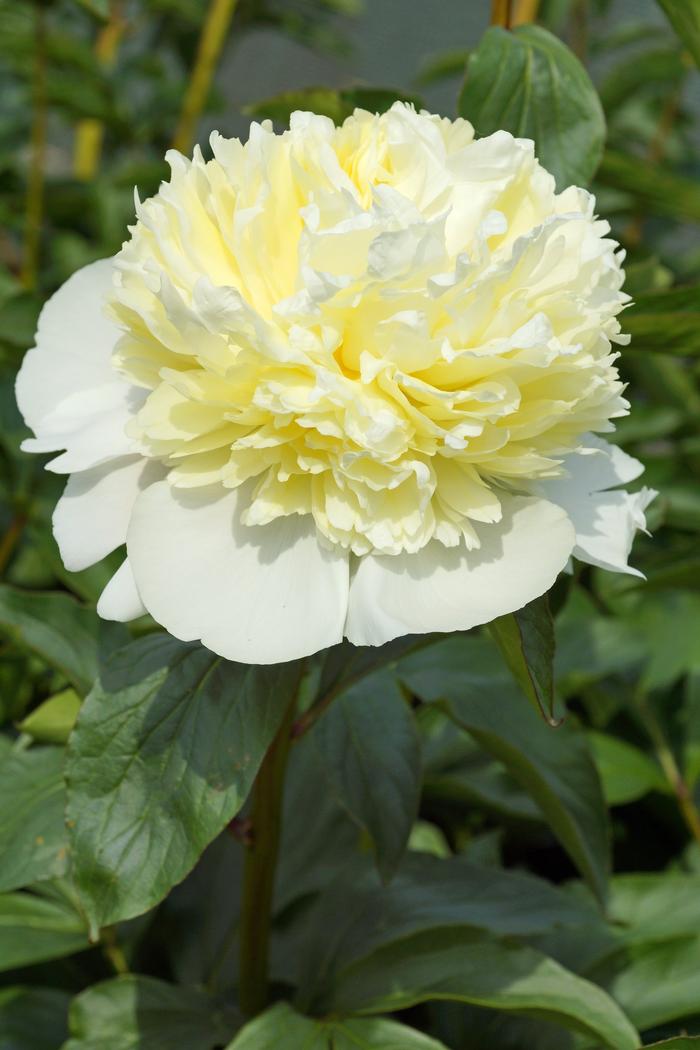 Peony Durham