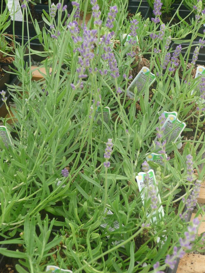 Lavender 'Royal Velvet' Lavender from Plantworks Nursery