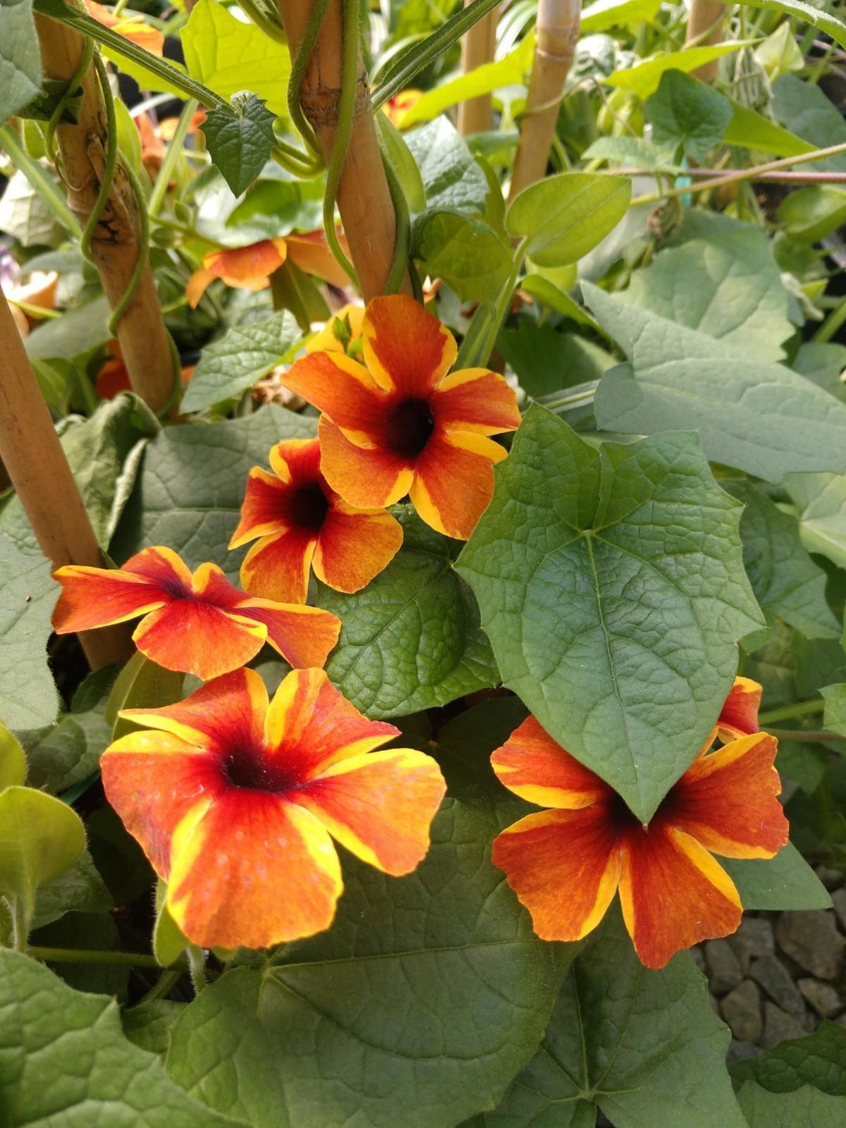 Thunbergia alata ‘DL1501’ Thunbergia Tangerine Slice A-Peel® from