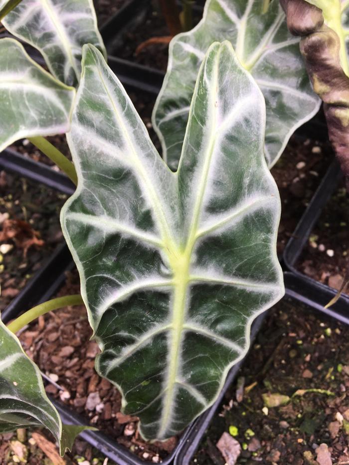 Alocasia x amazonica 'Polly' Alocasia 'Polly' from Plantworks Nursery