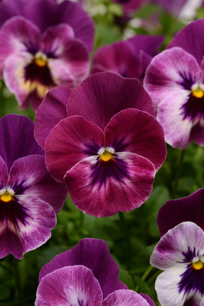 Viola x wittrockiana Pansy Cool Wave® Raspberry from Plantworks Nursery