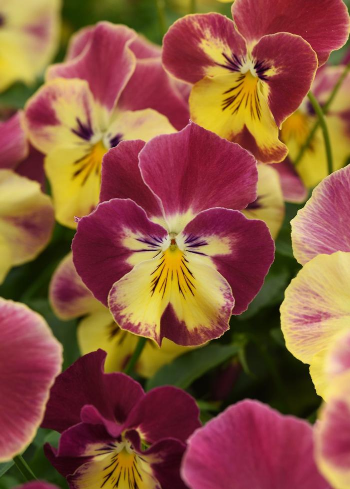 Viola X Wittrockiana Pansy Cool Wave® Strawberry Swirl From Plantworks