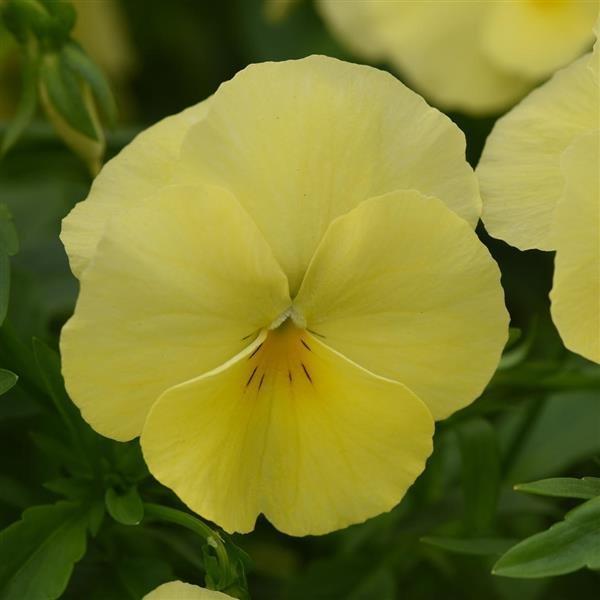 Pansy 'Cool Wave Lemon' Pansy from Plantworks Nursery