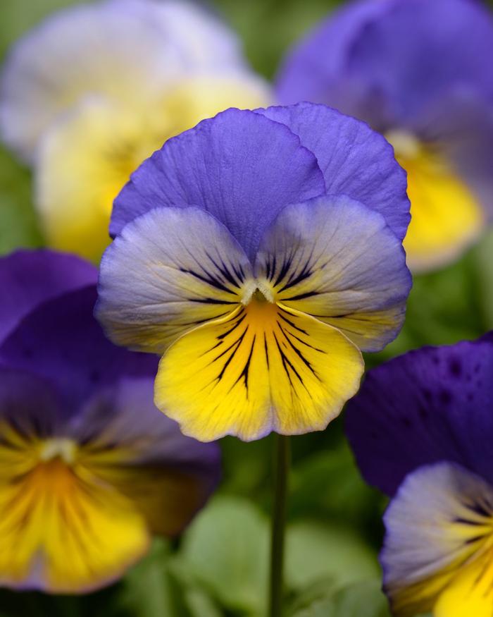 Pansy 'Cool Wave Morpho' Pansy from Plantworks Nursery
