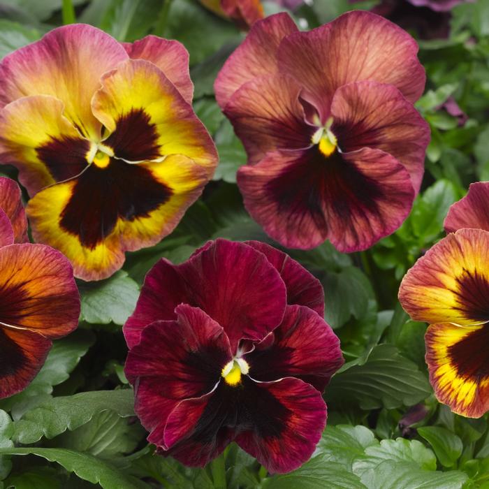 Pansy 'Delta Premium Persian Medley' Pansy from Plantworks Nursery