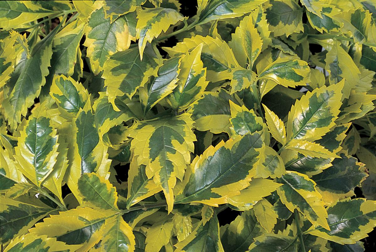 Duranta erecta �Gold Edge� Duranta �Gold Edge� from Duranta erecta �Gold Edge� Duranta �Gold Edge� from