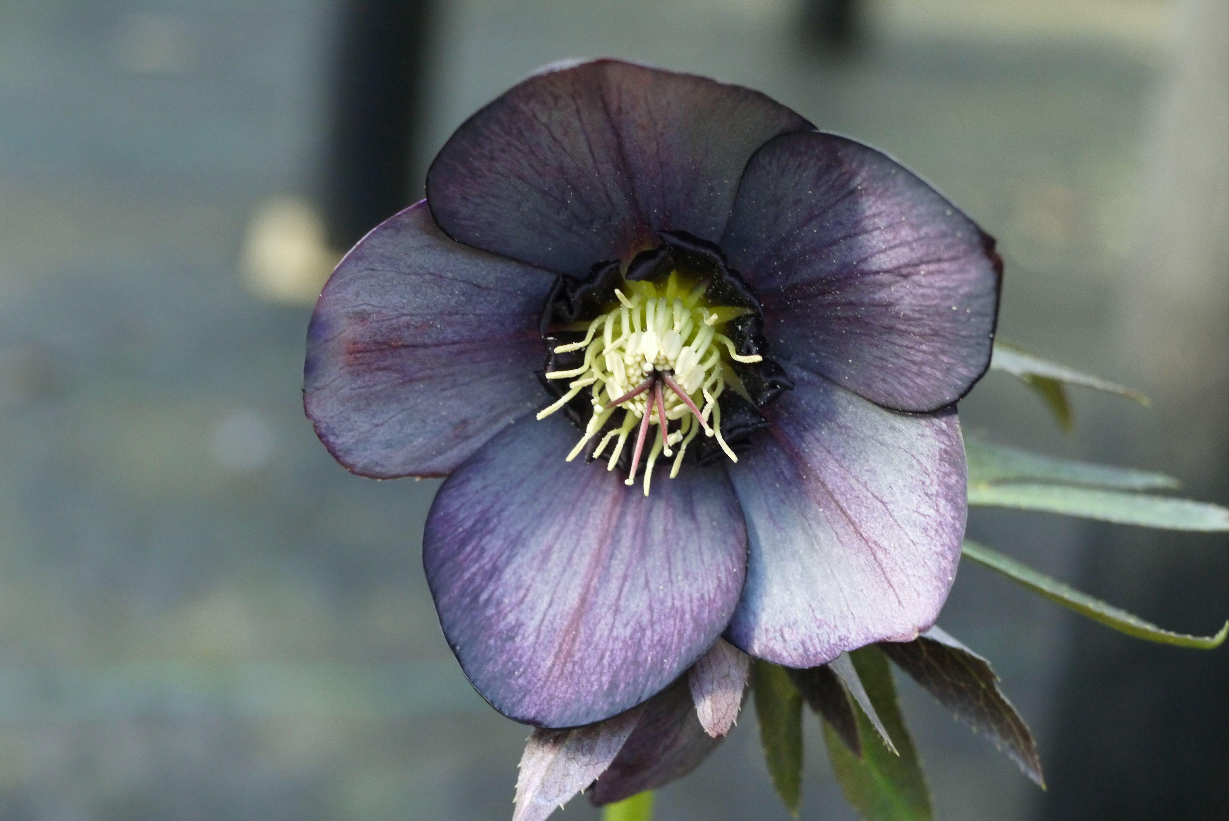 Helleborus x hybridus Helleborus Winter Jewels® Blue Diamond from