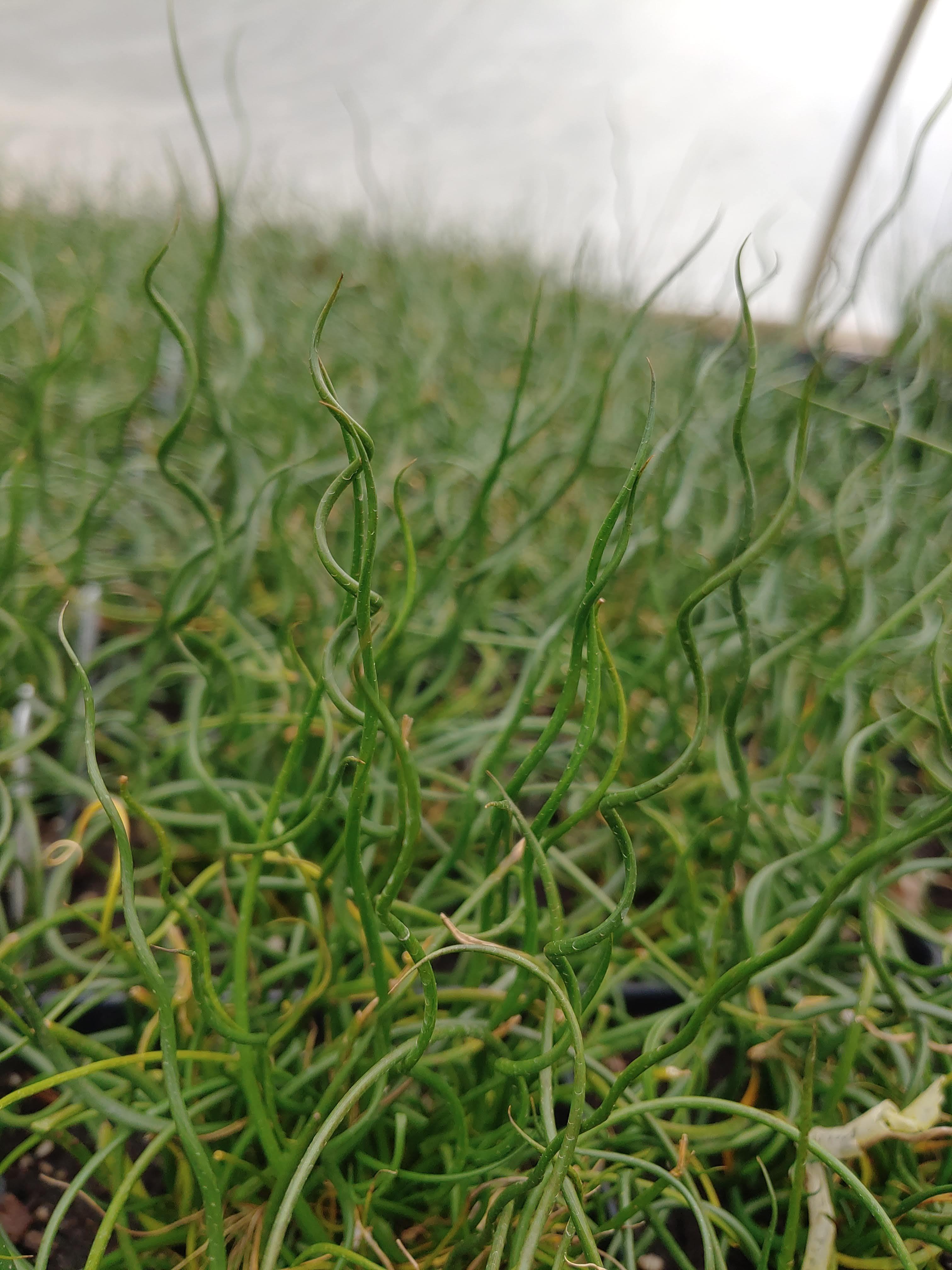Juncus effusus 