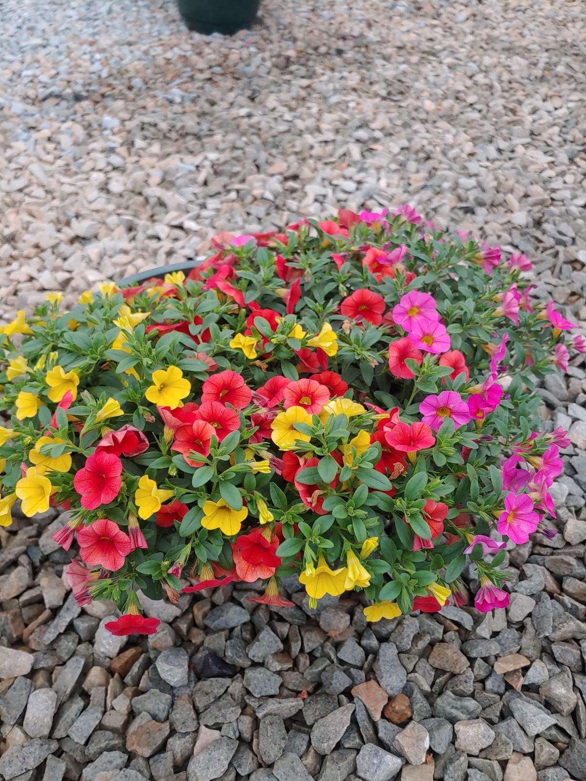 Combo Pot MixMasters™ Fruit Cocktail from Plantworks Nursery