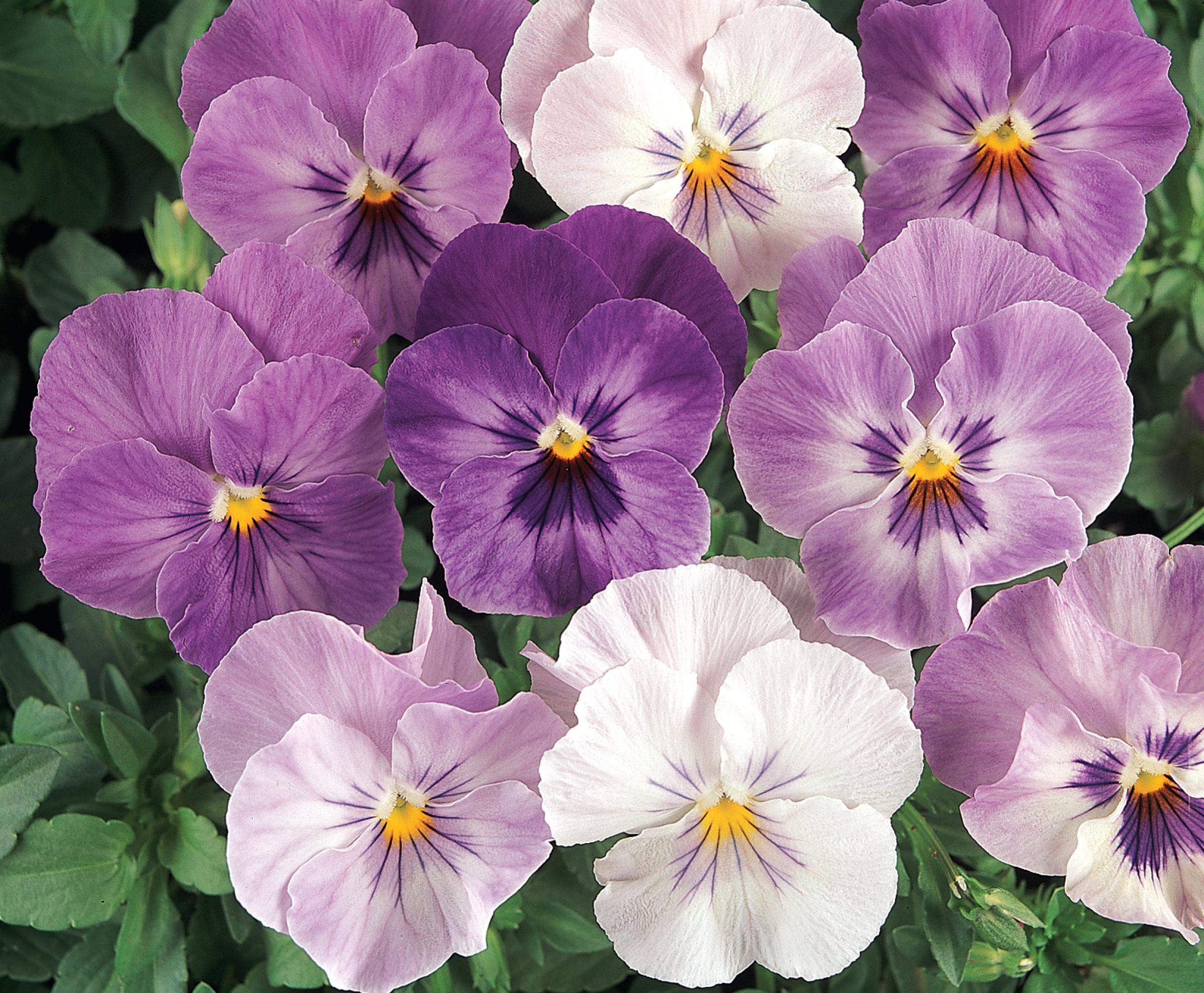 Viola x wittrockiana 'PAS284643' Pansy Panola® Lilac Shades from