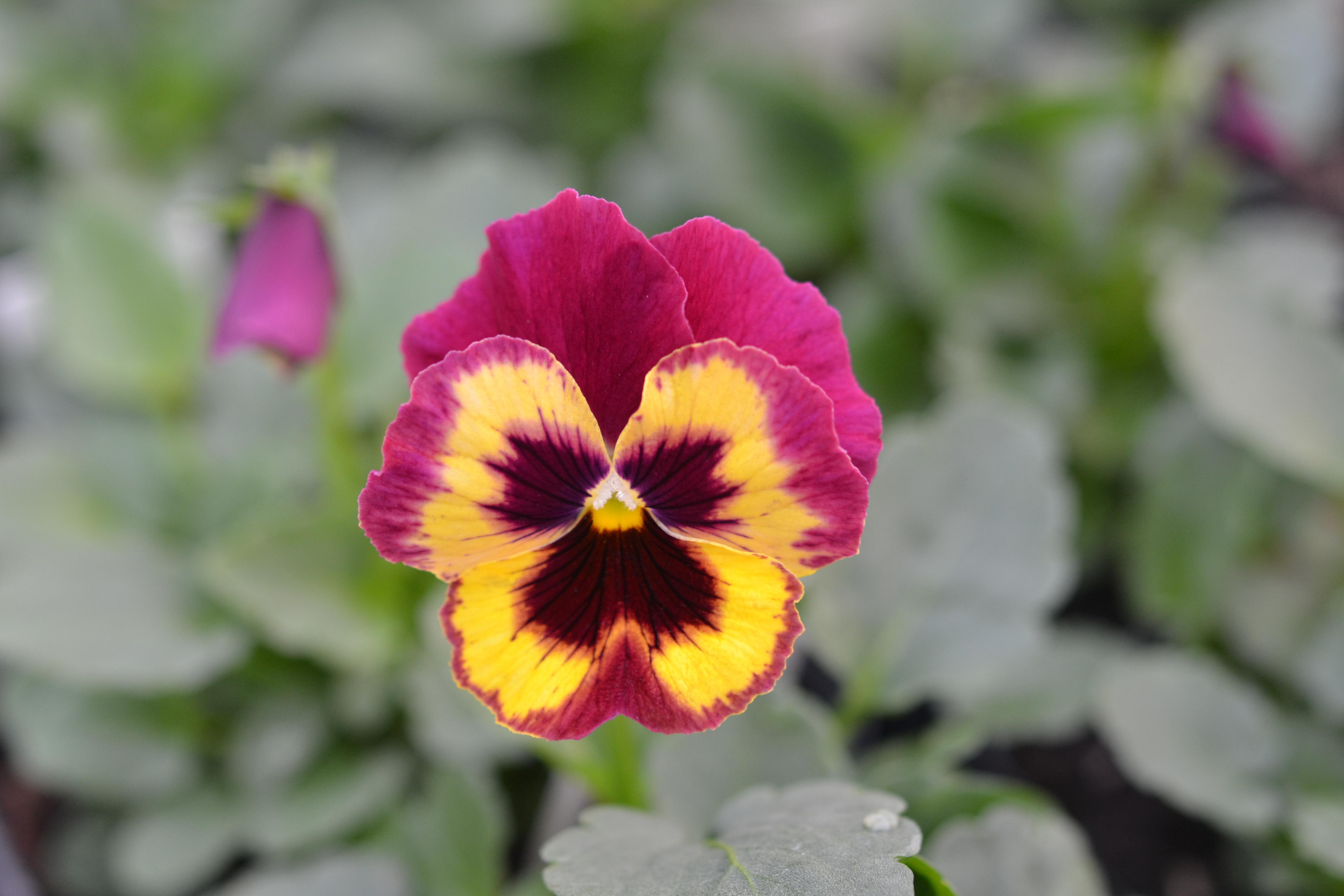 Viola x wittrockiana 'PAS702645' Pansy Panola® XP Rose Picotee from