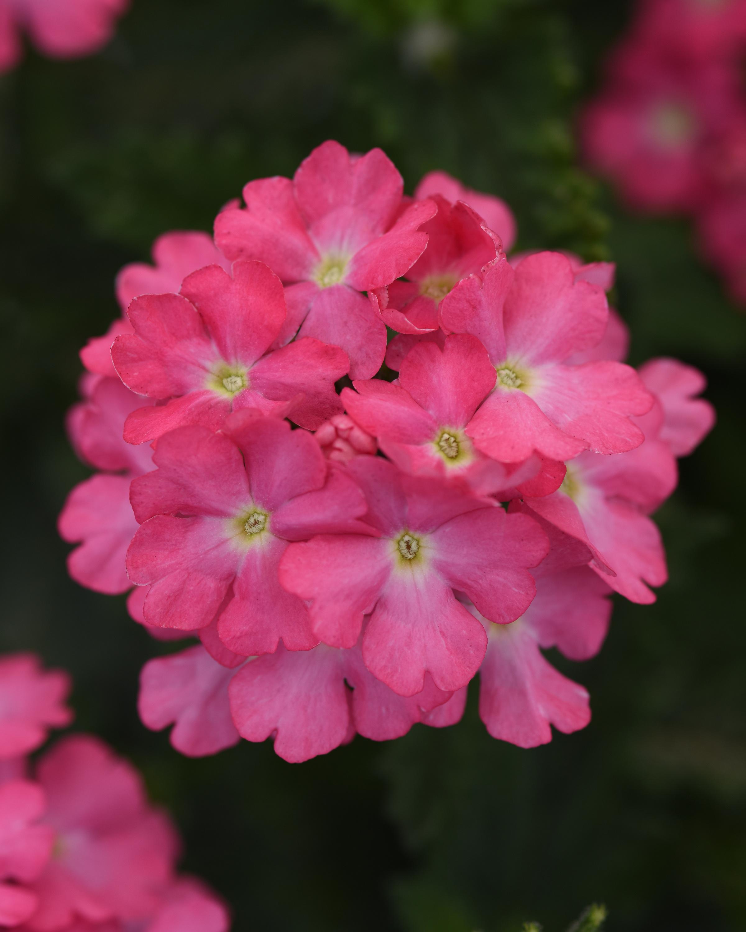 Verbena peruviana 'Balcadpink' Verbena Cadet Upright™ Pink from