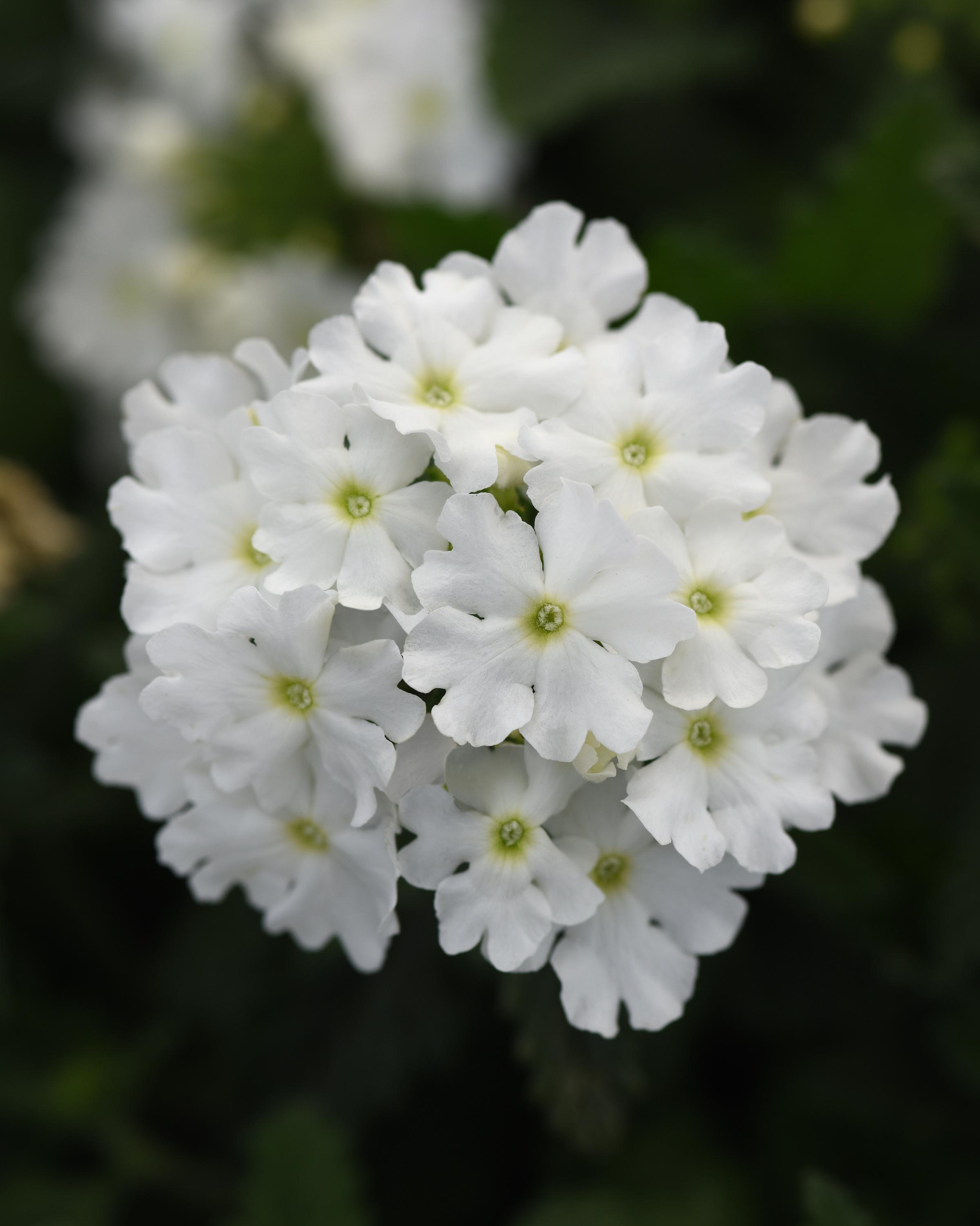 Verbena peruviana 'Balcadite' Verbena Cadet Upright™ White from