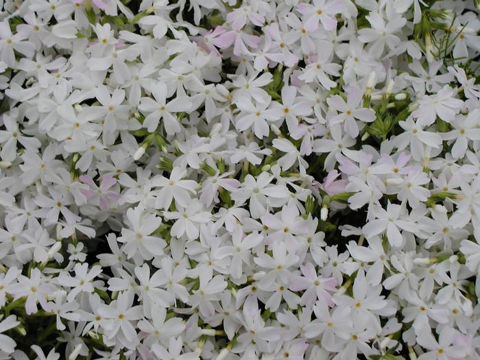 Phlox subulata 'White Delight' Creeping Phlox from Plantworks Nursery