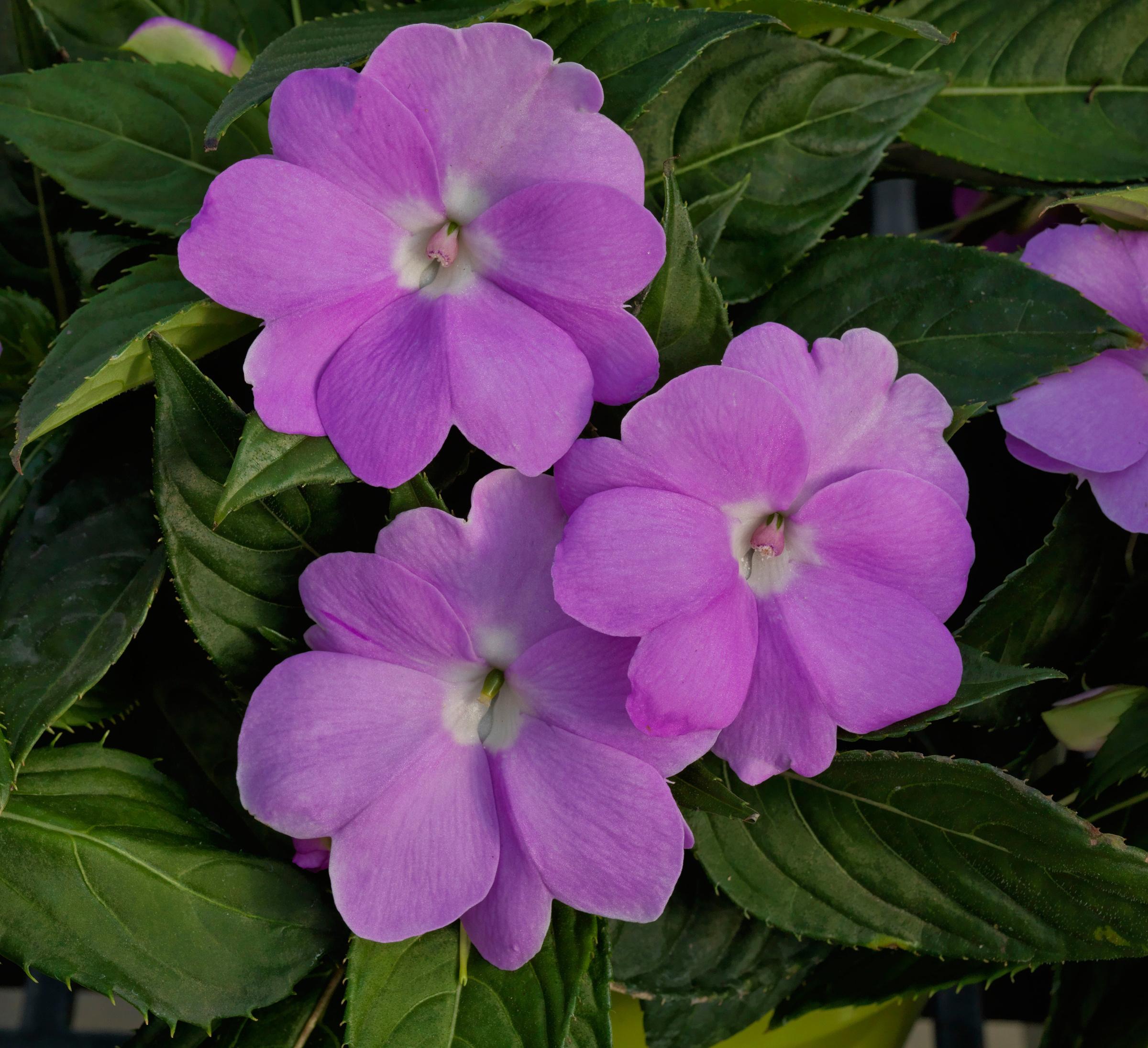 Impatiens hawkeri 'SAKIMPO41' Impatiens SunPatiens® Compact Orchid from